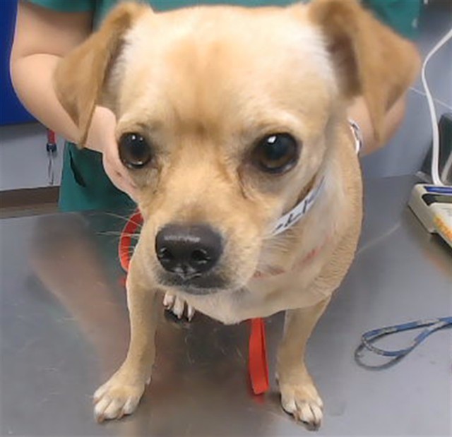 Shelter Stray Male Dog last seen 51ST AVE AND OSBORN RD, 2500 S 27th Ave, Phoenix, AZ 85009, USA