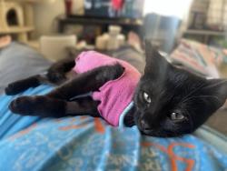 Shelter Stray Male Cat last seen 5TH ST & MCCLATCHY WAY, 2127 Front St, Sacramento, CA 95818, USA