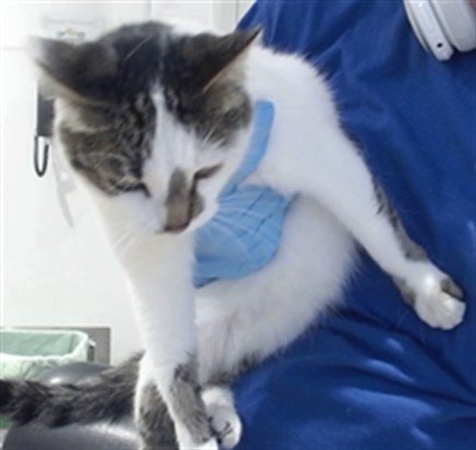 Shelter Stray Female Cat last seen , 1419 Bryant St, San Francisco, CA 94103, USA
