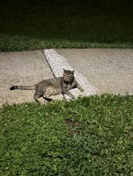 Lost Male Cat last seen Walmart,wawa, Orlando, FL 32825