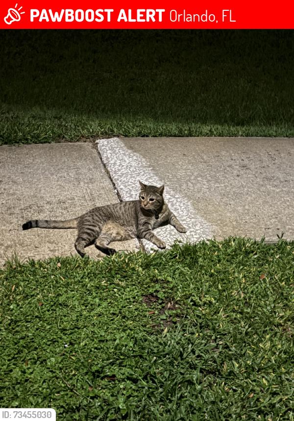 Lost Male Cat last seen Walmart,wawa, Orlando, FL 32825