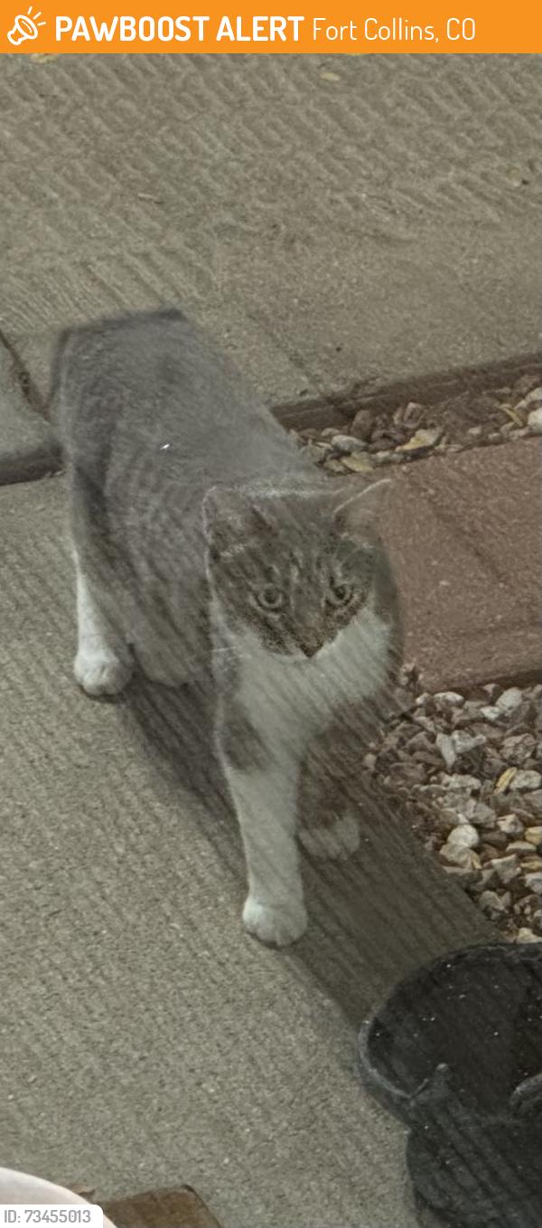 Found/Stray Unknown Cat last seen Dunbar/Birmingham, Fort Collins, CO 80526