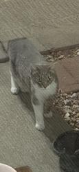 Found/Stray Unknown Cat last seen Dunbar/Birmingham, Fort Collins, CO 80526