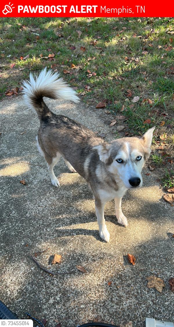 Lost Female Dog last seen New Allen Road, Memphis, TN 38128