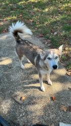 Lost Female Dog last seen New Allen Road, Memphis, TN 38128