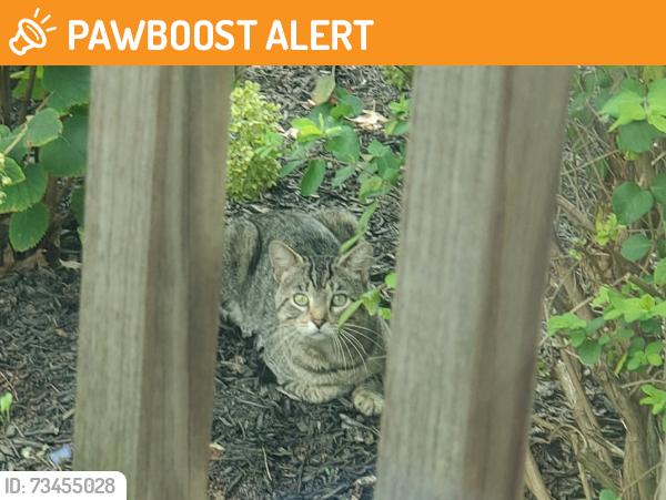 Found/Stray Unknown Cat last seen Drake Rd by the Municipal Building, Hillsborough Township, NJ 08844