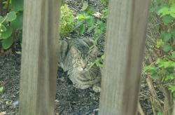 Found/Stray Unknown Cat last seen Drake Rd by the Municipal Building, Hillsborough Township, NJ 08844