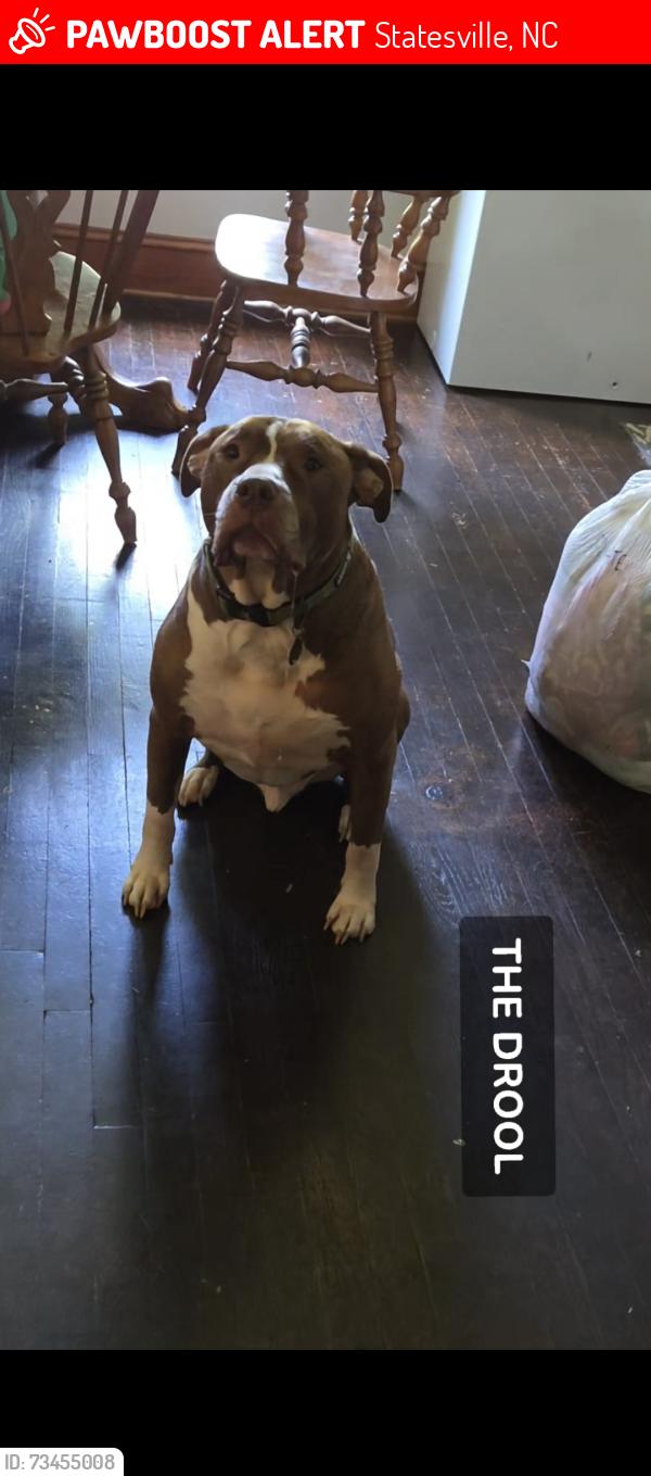 Lost Male Dog last seen Near Pineville Rd, Statesville, NC 28677