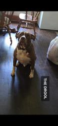 Lost Male Dog last seen Near Pineville Rd, Statesville, NC 28677
