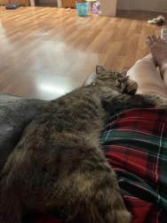 Lost Female Cat last seen county roads 7 and 24, Florence, AL 35633