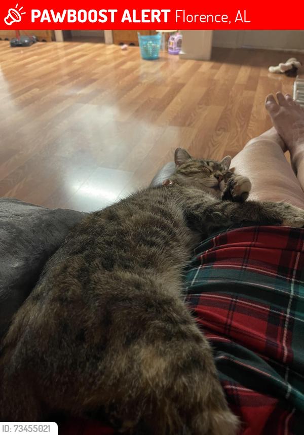 Lost Female Cat last seen county roads 7 and 24, Florence, AL 35633