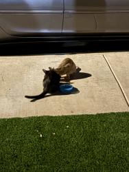 Found/Stray Unknown Cat last seen Squirrel ln, Victorville, CA 92394