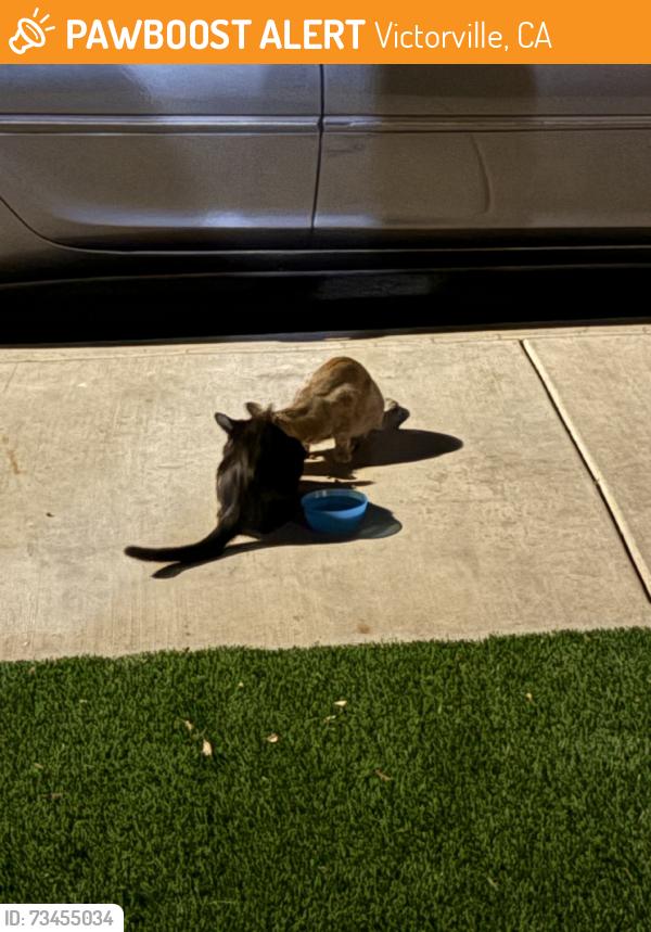 Found/Stray Unknown Cat last seen Squirrel ln, Victorville, CA 92394