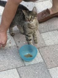Found/Stray Unknown Cat last seen Purfoy and Olde Waverly, Fuquay-Varina, NC 27526