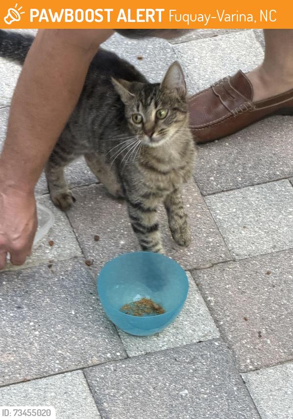 Found/Stray Unknown Cat last seen Purfoy and Olde Waverly, Fuquay-Varina, NC 27526