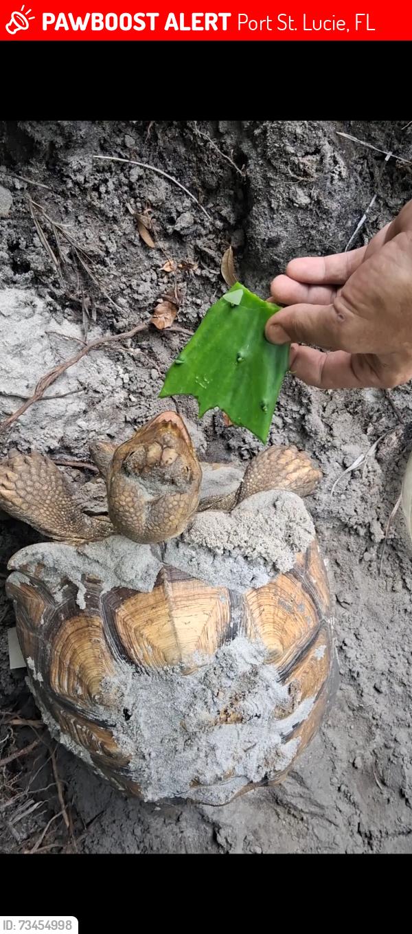 Lost Unknown Reptile last seen Cherry hill and tulip in port saint lucie Fl, Port St. Lucie, FL 34953