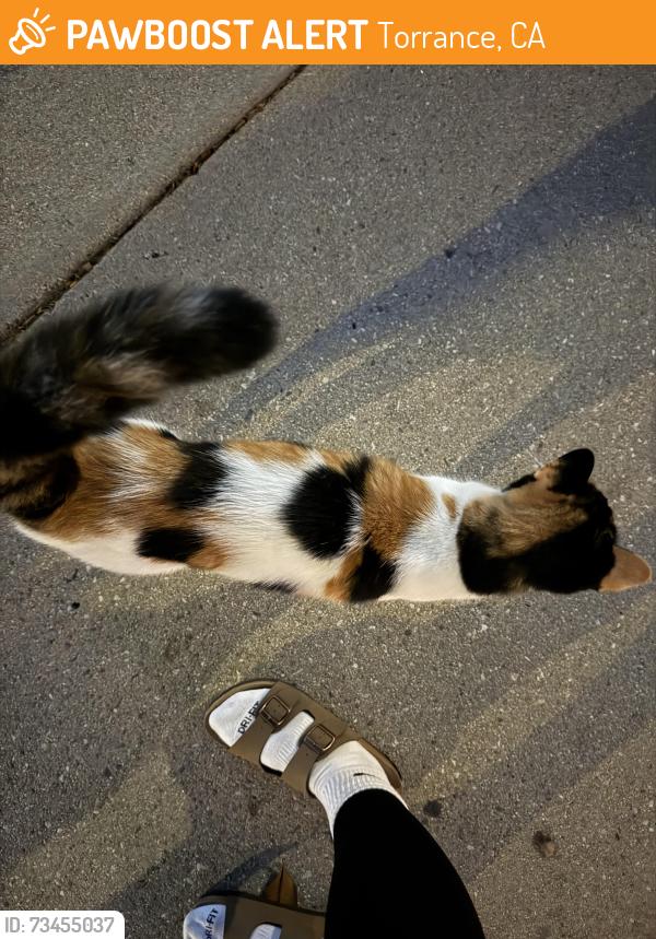 Found/Stray Unknown Cat last seen casmir neighboorhood, Torrance, CA 90504