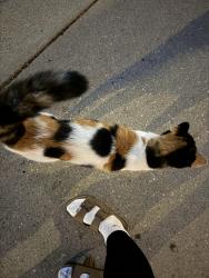 Found/Stray Unknown Cat last seen casmir neighboorhood, Torrance, CA 90504