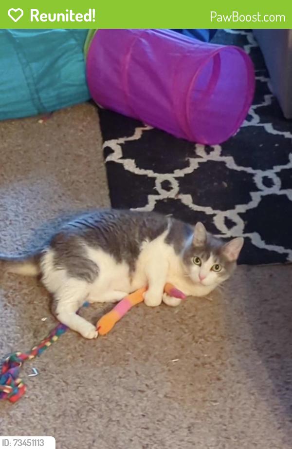 Reunited Female Cat last seen Near Burnt Oak Dr, Dalton, GA 30721, USA, Dalton, GA 30721