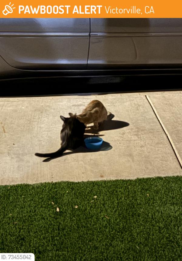 Found/Stray Unknown Cat last seen Reno Loop & Squirrel Ln, Victorville, CA 92307