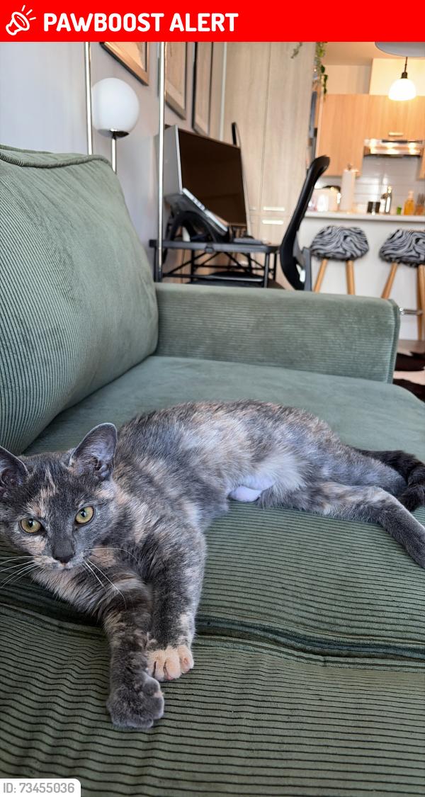 Lost Female Cat last seen Near boul st-Francis, Châteauguay, Châteauguay, QC J6J 0G3
