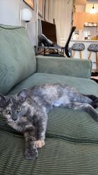 Lost Female Cat last seen Near boul st-Francis, Châteauguay, Châteauguay, QC J6J 0G3