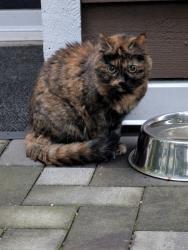 Found/Stray Unknown Cat last seen Seen in the Lakeside terrace complex, outside the office but nearest to the 1199 Westwood building, Coquitlam, BC V3B 7P6