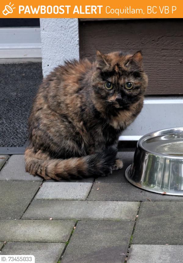 Found/Stray Unknown Cat last seen Seen in the Lakeside terrace complex, outside the office but nearest to the 1199 Westwood building, Coquitlam, BC V3B 7P6