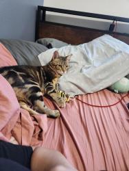 Lost Female Cat last seen Meridian, Graham, WA 98338