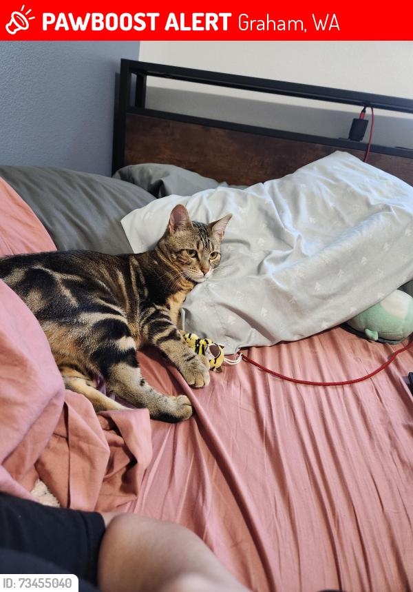 Lost Female Cat last seen Meridian, Graham, WA 98338