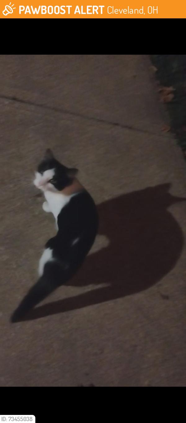 Found/Stray Unknown Cat last seen Clara e westroop school, Cleveland, OH 44135