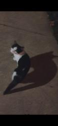 Found/Stray Unknown Cat last seen Clara e westroop school, Cleveland, OH 44135
