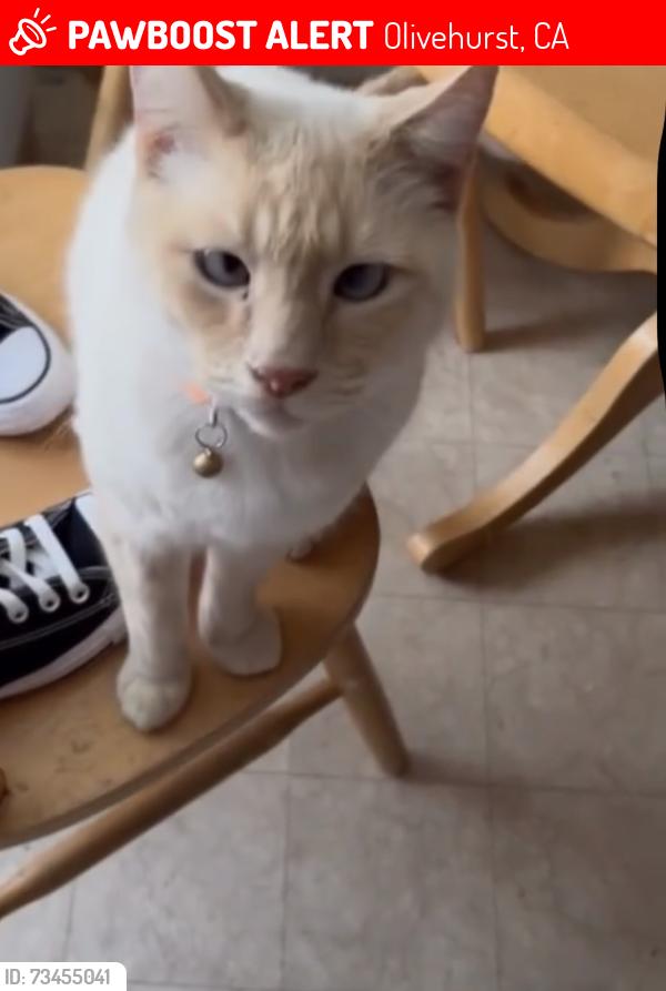 Lost Male Cat last seen Near maplehurst street Olivehurst, Olivehurst, CA 95961