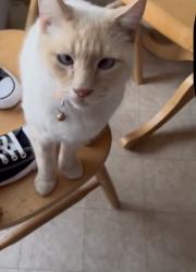 Lost Male Cat last seen Near maplehurst street Olivehurst, Olivehurst, CA 95961