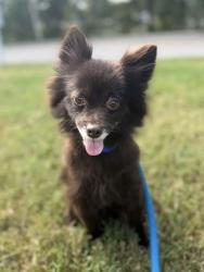 Shelter Stray Female Dog last seen Near Beryl Ave, Baltimore, MD 21205, 21205, MD, 2490 Giles Rd, Baltimore, MD 21225, USA