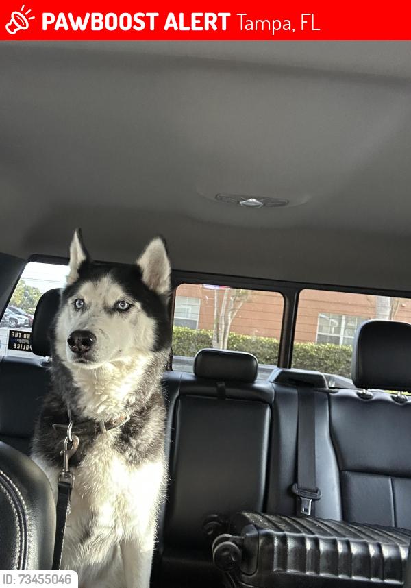 Lost Male Dog last seen Waverly and bayshore 33629, Tampa, FL 33629