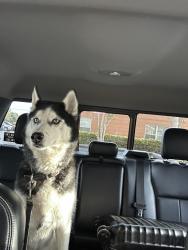 Lost Male Dog last seen Waverly and bayshore 33629, Tampa, FL 33629