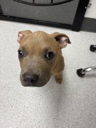 Shelter Stray Male Dog last seen , , CA, 1101 29th Ave, Oakland, CA 94601, USA