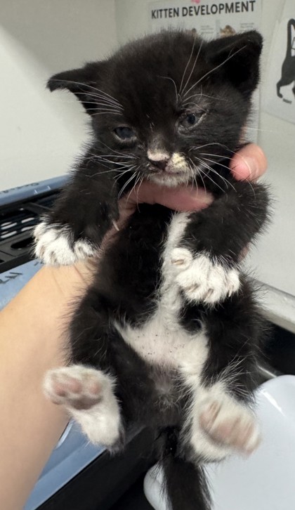 Shelter Stray Unknown Cat last seen Near 19th Ave, Oakland, CA, 1101 29th Ave, Oakland, CA 94601, USA