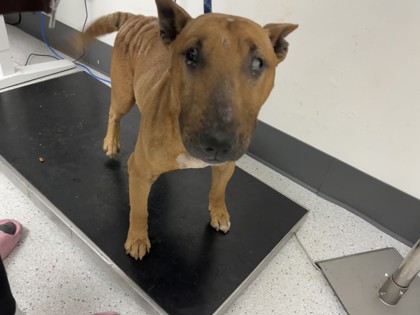 Shelter Stray Male Dog last seen Near 106th Ave, Oakland, CA, 1101 29th Ave, Oakland, CA 94601, USA