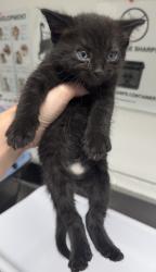 Shelter Stray Unknown Cat last seen Near 19th Ave, Oakland, CA, 1101 29th Ave, Oakland, CA 94601, USA