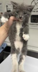 Shelter Stray Unknown Cat last seen Near 19th Ave, Oakland, CA, 1101 29th Ave, Oakland, CA 94601, USA