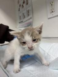 Shelter Stray Male Cat last seen Near Seminary Ave, Oakland, CA, 1101 29th Ave, Oakland, CA 94601, USA
