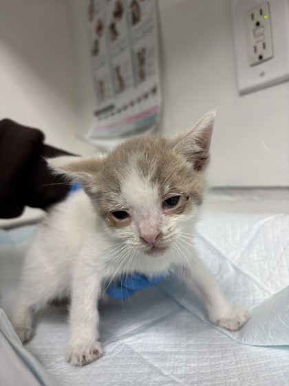 Shelter Stray Male Cat last seen Near Seminary Ave, Oakland, CA, 1101 29th Ave, Oakland, CA 94601, USA