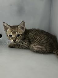 Shelter Stray Unknown Cat last seen Near S Creek Dr, South District, TX, 355 Hillshire Dr, Haslet, TX 76052, USA