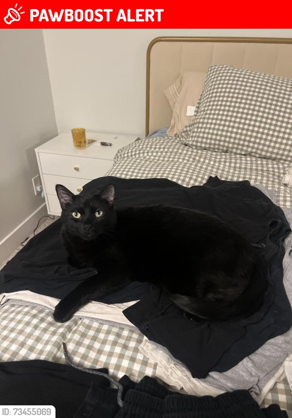 Lost Male Cat last seen La Promesa & Alma Aldea, Rancho Santa Margarita, CA 92688