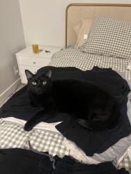 Lost Male Cat last seen La Promesa & Alma Aldea, Rancho Santa Margarita, CA 92688