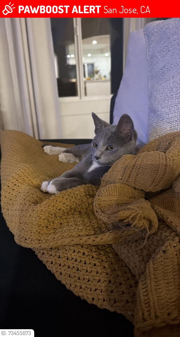 Lost Male Cat last seen Alum rock park, San Jose, CA 95127