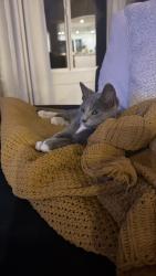 Lost Male Cat last seen Alum rock park, San Jose, CA 95127