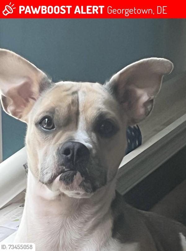 Lost Female Dog last seen DuPont Blvd Georgetown, DE, Georgetown, DE 19947